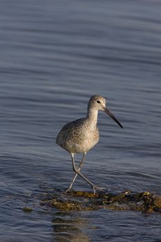 Upland Sandpiper in Florida waters