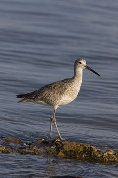 Upland Sandpiper in Florida waters