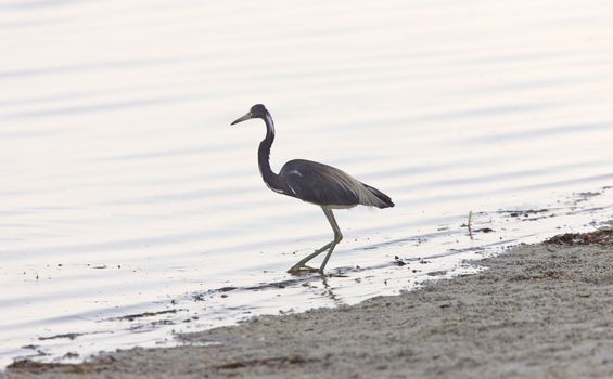 Great Blue Heron wading in Florida waters