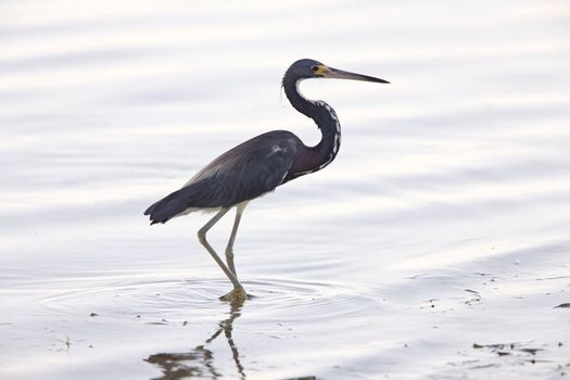 Great Blue Heron wading in Florida waters