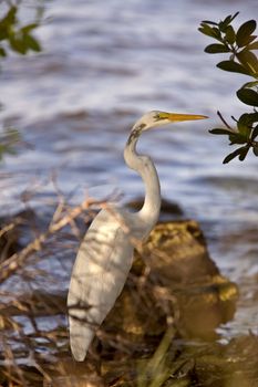 Great White Egret near Florida waters