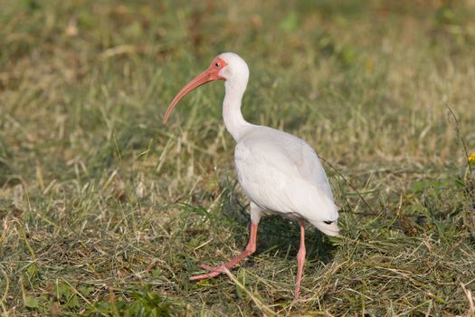 Wood Stork in Florida