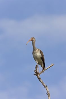 Wood Stork perched in Florida tree