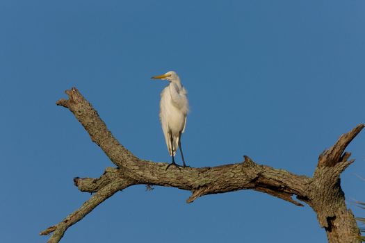 Great White Egret perched in Florida tree