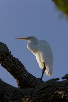 Great White Egret perched in Florida tree