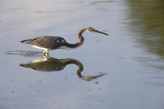 Great Blue Heron and its reflection in Florida waters