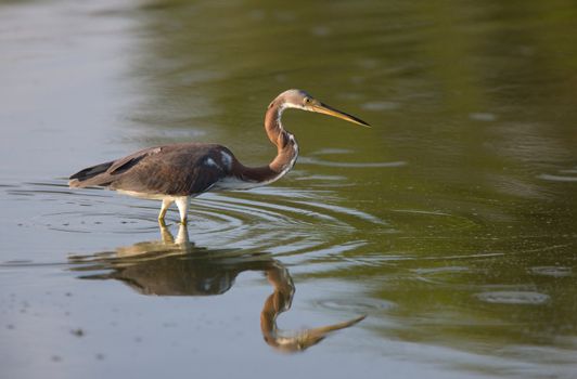 Great Blue Heron and its reflection in Florida waters