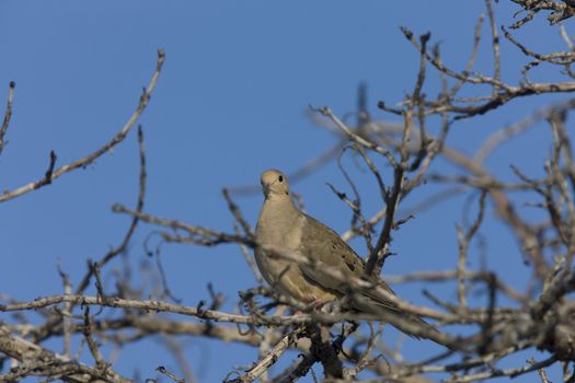 Dove perched in Florida tree