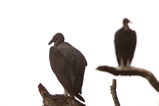 Black Vultures perched in Florida trees