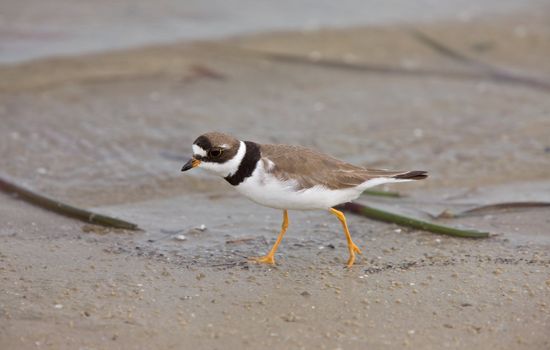 Kildeer hunting food along Florida beach