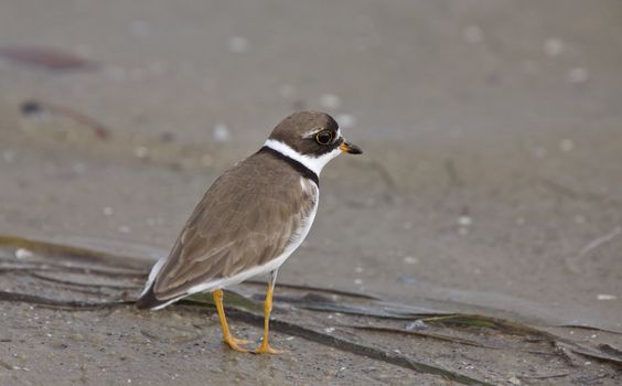 Kildeer hunting food along Florida beach