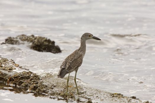 Bittern along Florida coast