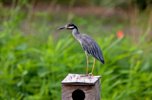 Little Blue Heron on birdhouse