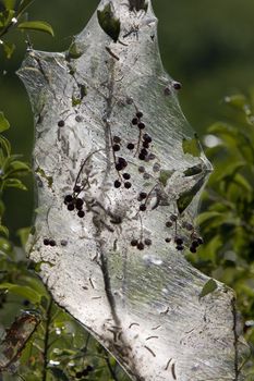 Cacoon in berry bush