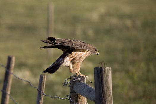 Hawk landing on fence post