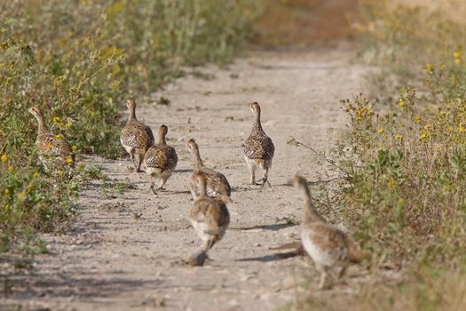 Sharp tailed Grouse family along path