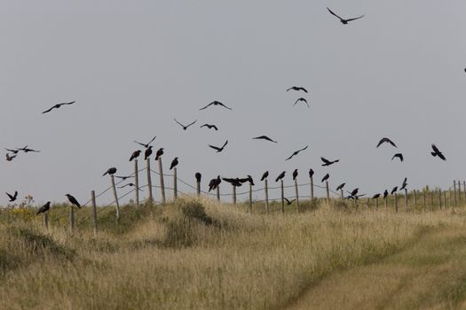 Crows perched along barb wired fence