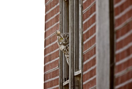 Great Horned Owl perched in window