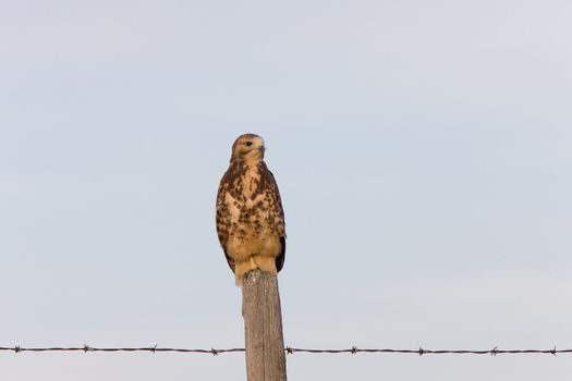 Hawk fledgling perched on fence post