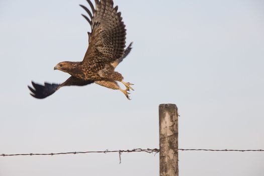 Hawk taking flight from fence post