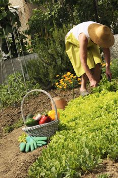 garden situation with senior woman and basket of vegetables