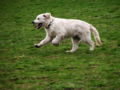 White dog in motion on green meadow