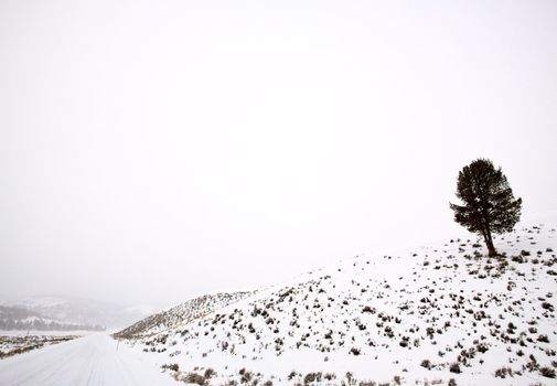 Yellowstone Park Wyoming Winter Snow