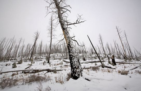 Yellowstone Park Wyoming Winter Snow