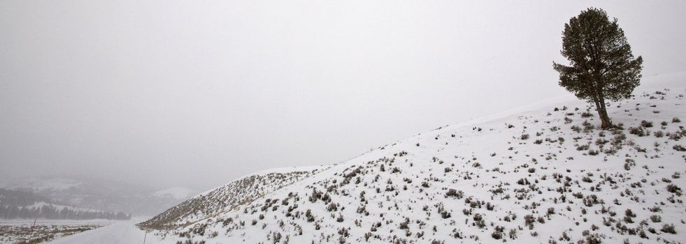 Yellowstone Park Wyoming Winter Snow