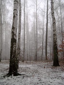 Birch wood in winter under snow