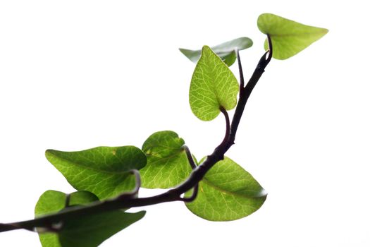 Home plant on a white background