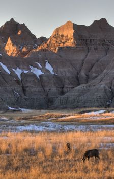 South Dakota Badlands Deer