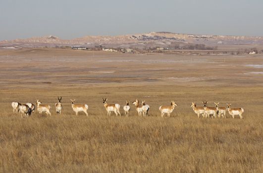South Dakota Badlands Antelope