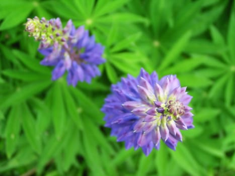 Two blue flowers on green background