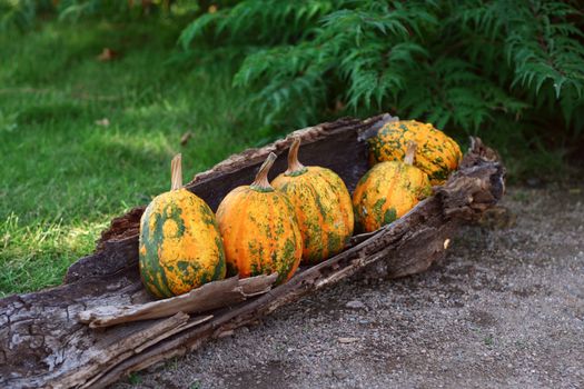 Pumpkins still-life with natural background