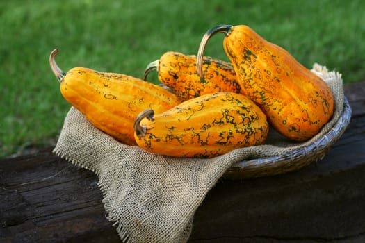 Pumpkins still-life with natural background