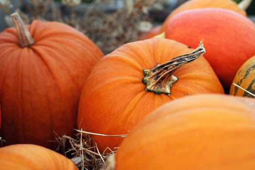 Halloween pumpkins still-life with natural background 