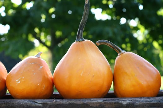 Pumpkins still-life with natural background