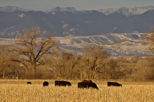 Cattle Grazing at Sunset Wyoming