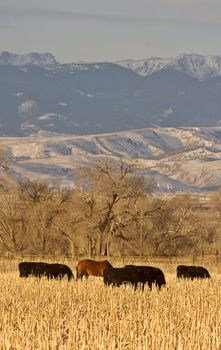 Cattle Grazing at Sunset Wyoming