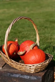 Pumpkins still-life with natural background