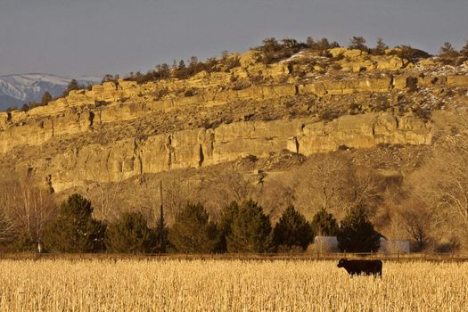 Cattle Grazing at Sunset Wyoming