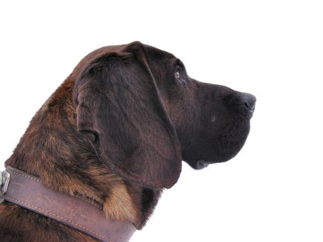 Hunting dog portrait - isolated on white background