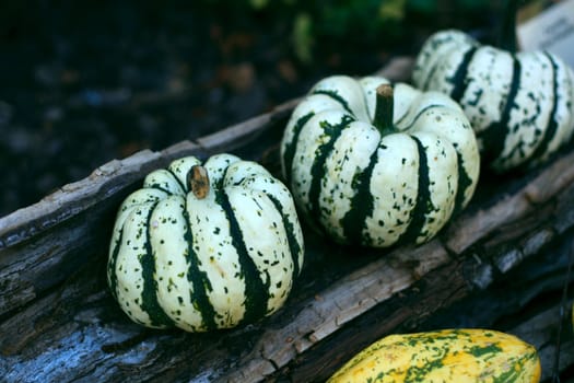 Pumpkins still-life with natural background