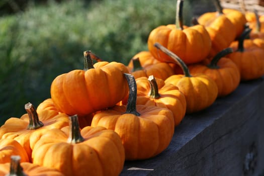 Pumpkins still-life with natural background