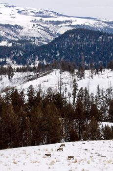 Yellowstone Park Wyoming Winter Snow