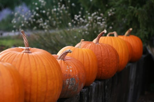 Halloween pumpkins still-life with natural background 