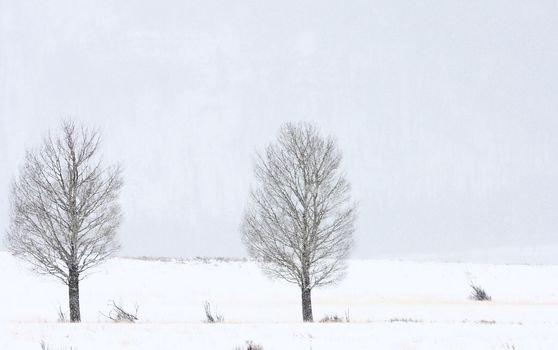 Yellowstone Park Wyoming Winter Snow