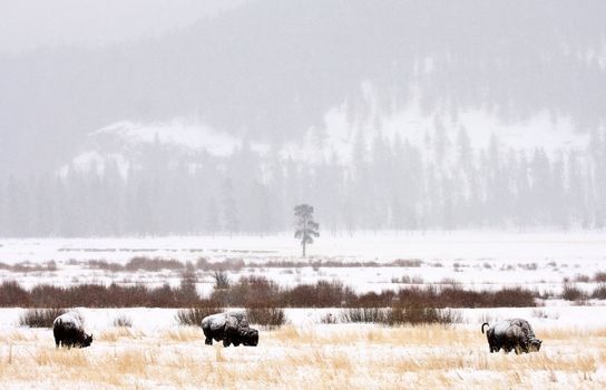 Bison Buffalo Wyoming Yellowstone