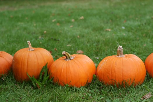 Halloween pumpkins still-life with natural background 